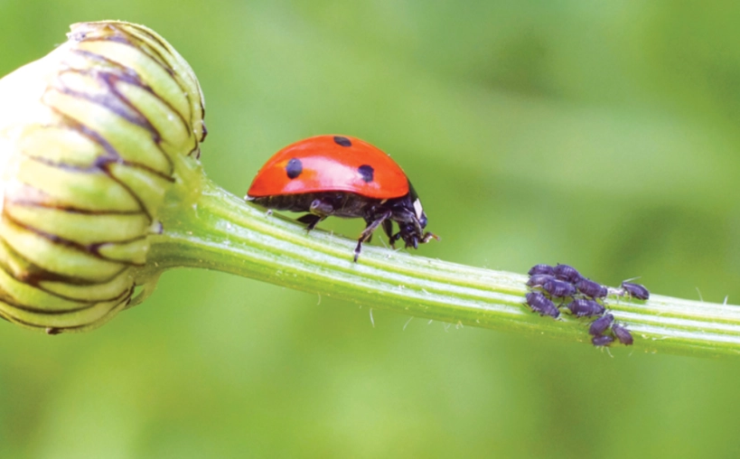 non-toxic pest solutions non-toxic pest solutions