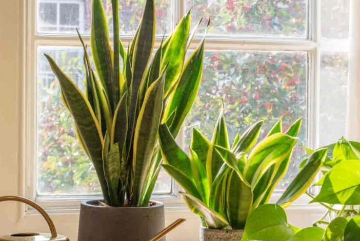 grow lights for plants grow lights for plants