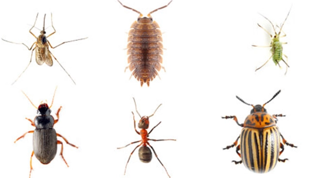 how to identify garden pests
