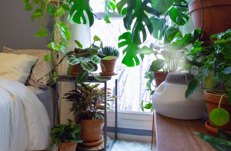 ideal humidity for houseplants