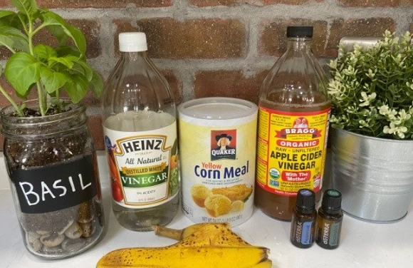 natural pest control natural pest control