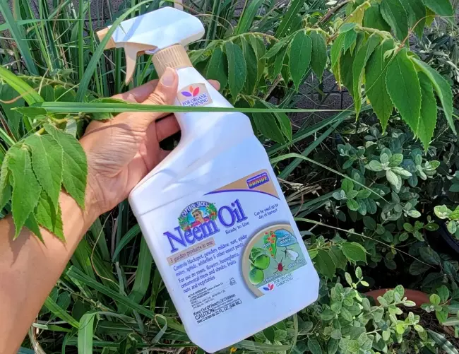non-toxic pest solutions non-toxic pest solutions