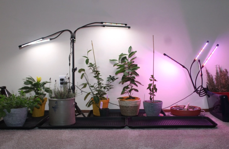 plant light requirements