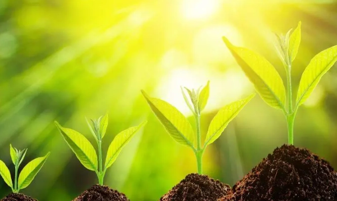 plant temperature range