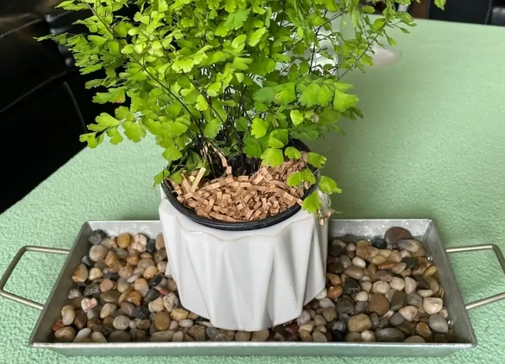 ideal humidity for houseplants