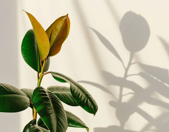 grow lights for plants grow lights for plants