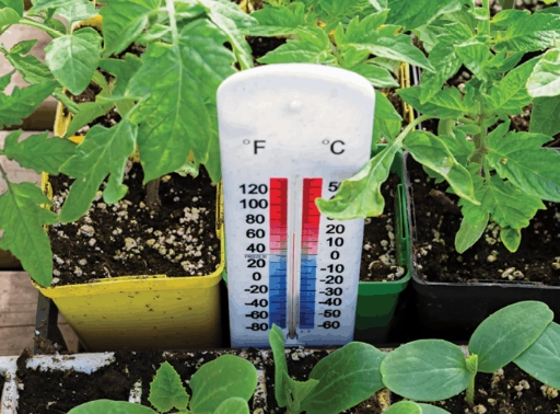 optimal temperature for plants