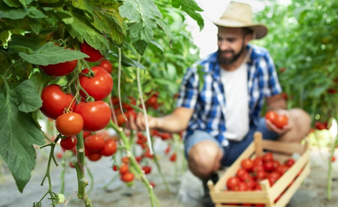tomato harvesting tips