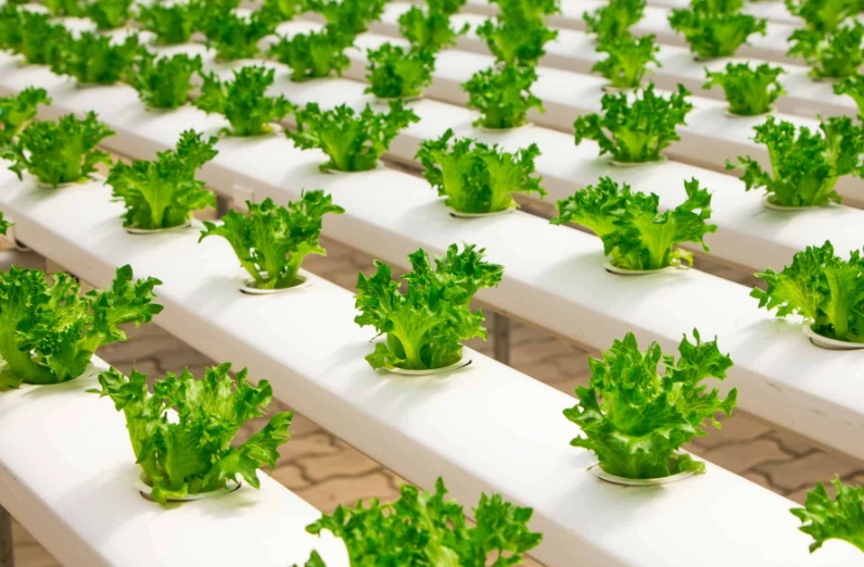 hydroponics for beginners