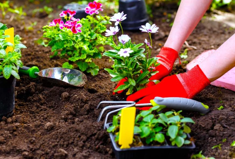 best flowers to plant