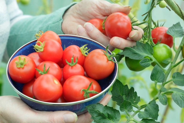 how to tell if a tomato is ripe