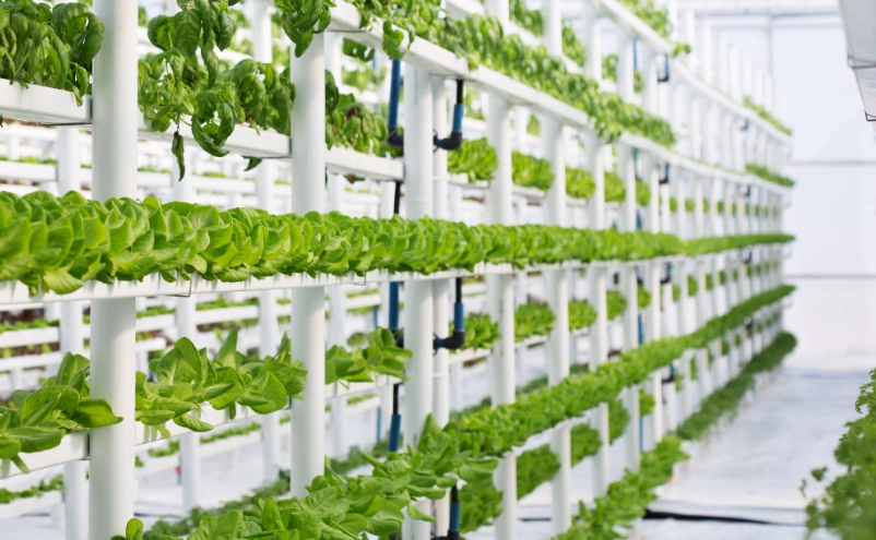 how to start hydroponics