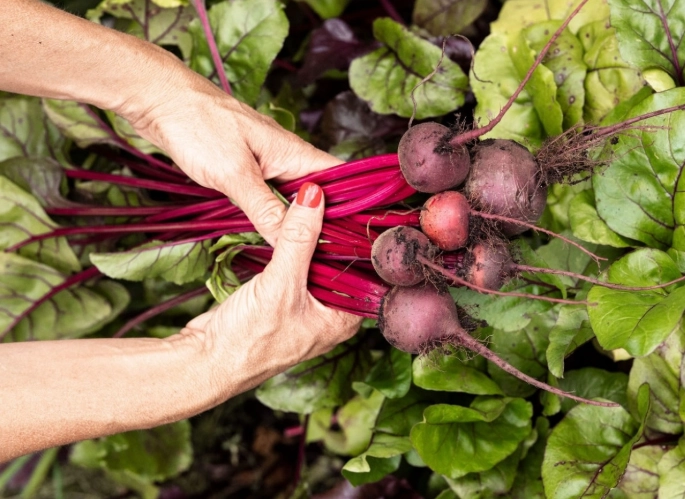 when to plant beets when to plant beets