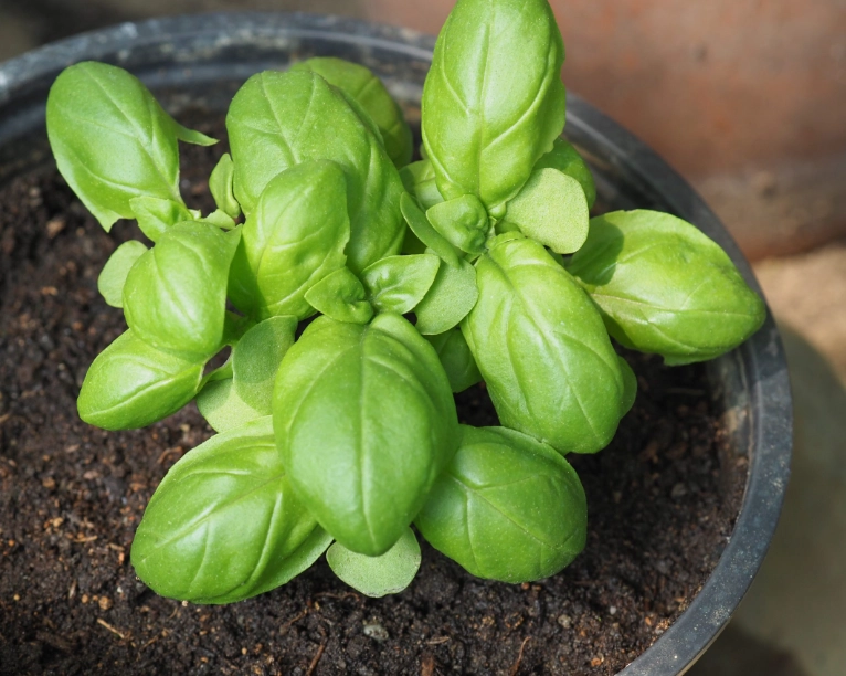 how to grow basil
