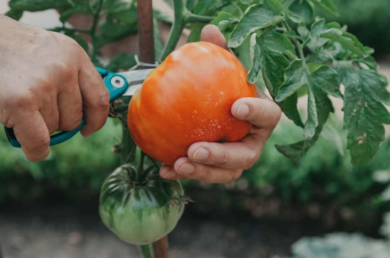 tomato harvesting tips