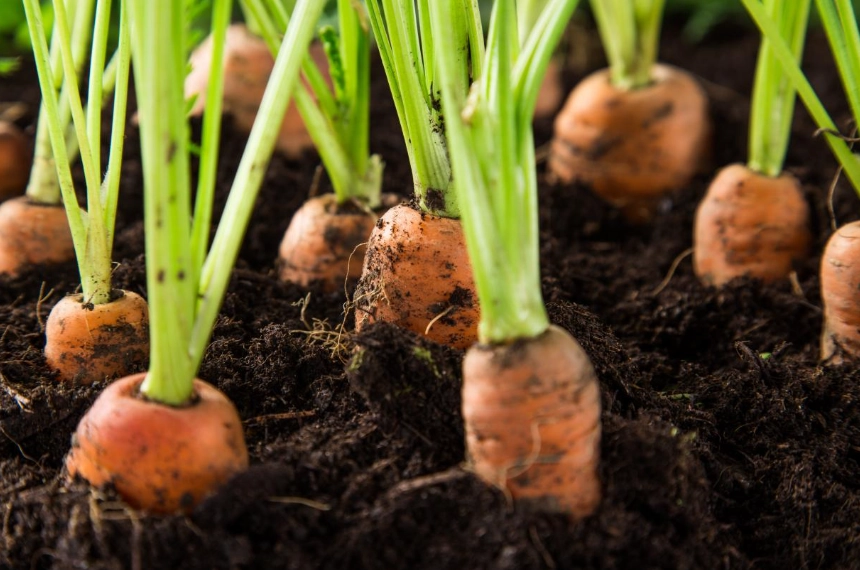 growing carrots in containers