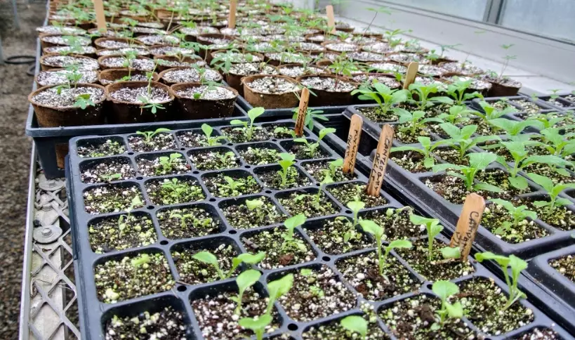 seed starting for beginners