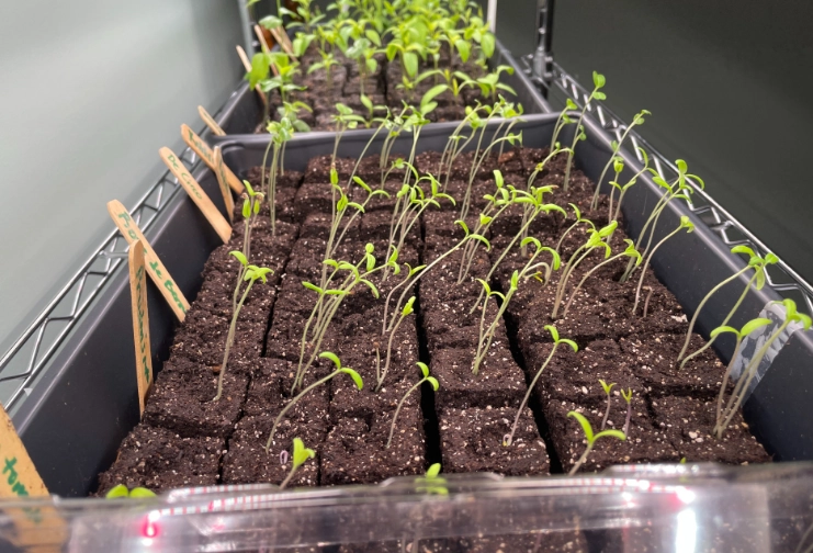 starting seeds indoors