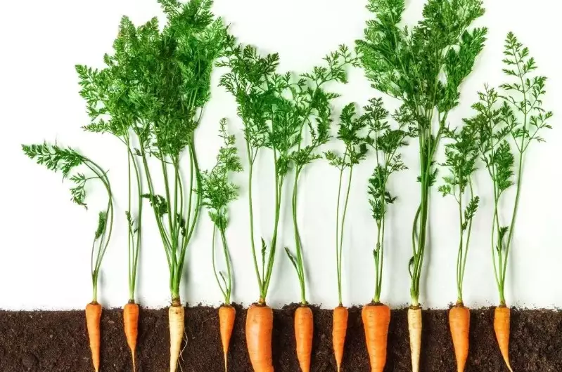 carrot plant identification