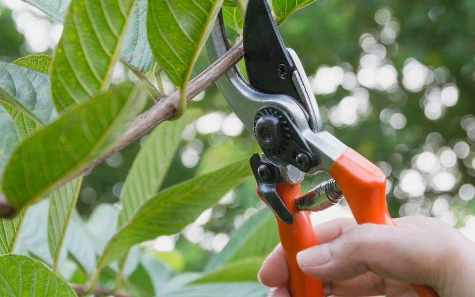 pruning mistakes