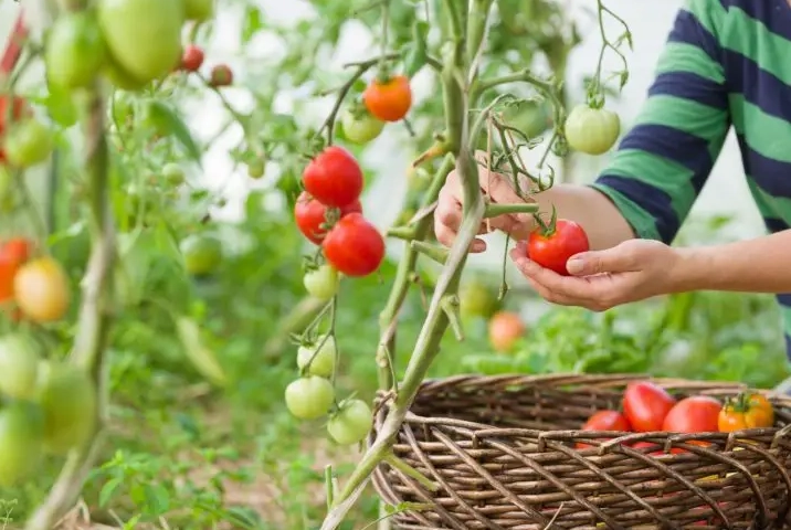 tomato harvesting tips
