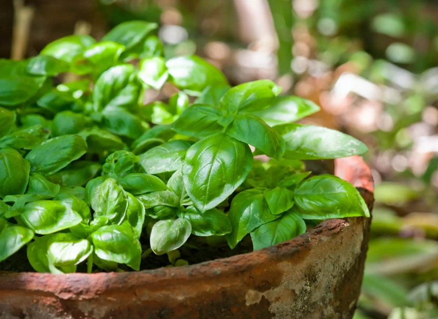 basil plant problems