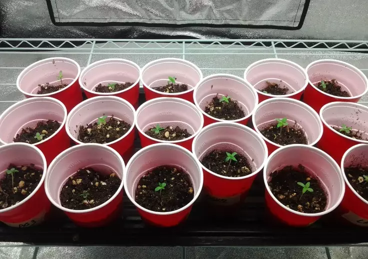 starting seeds indoors