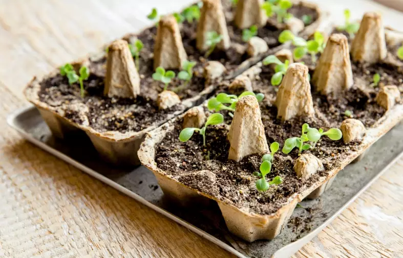 seed starting for beginners