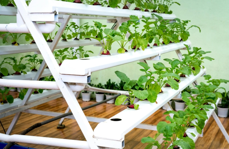 hydroponics for beginners