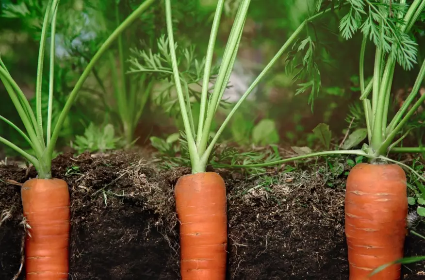 how to grow carrots