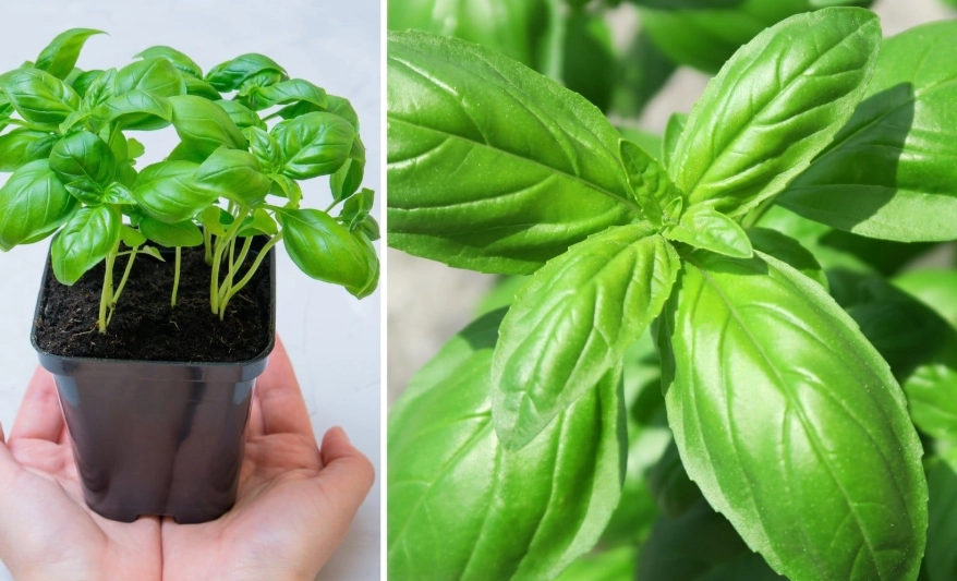 how to grow basil