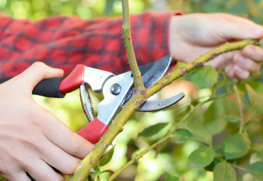 pruning mistakes