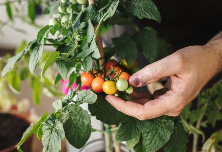 how to tell if a tomato is ripe