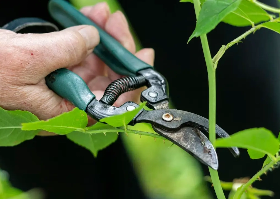 how to prune properly
