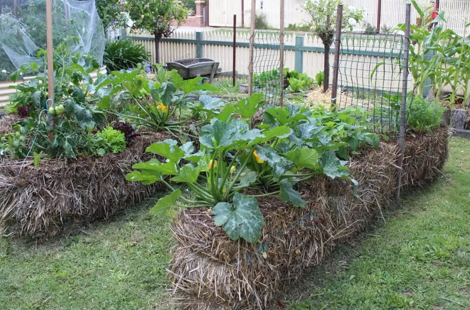 straw bale garden straw bale garden