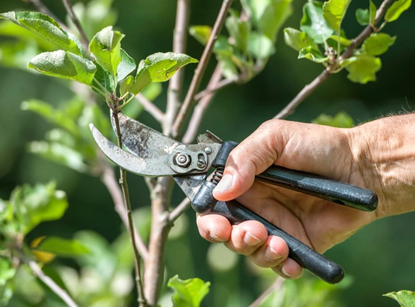 how to prune properly