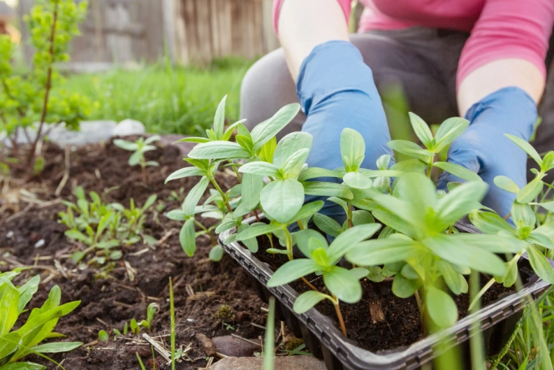 best flowers to plant