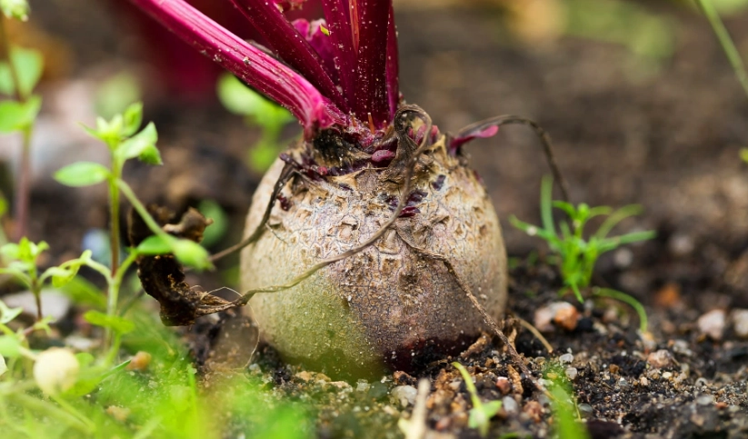beet growing guide beet growing guide