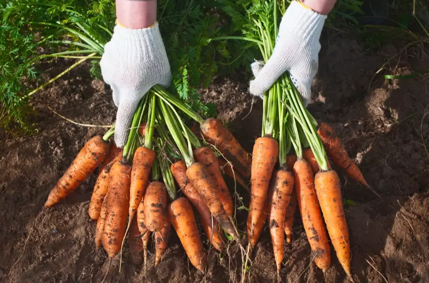 how to grow carrots