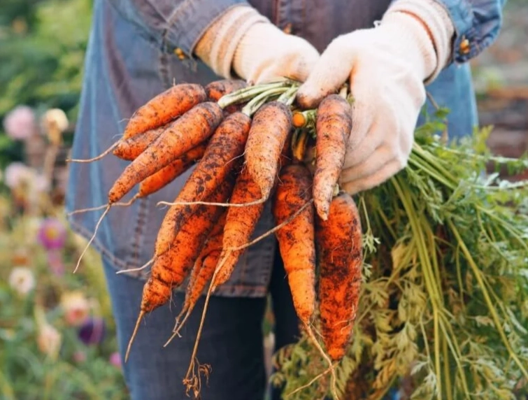 growing carrots in containers