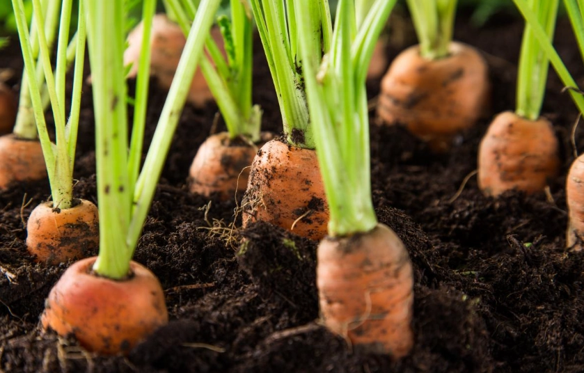 how to grow carrots