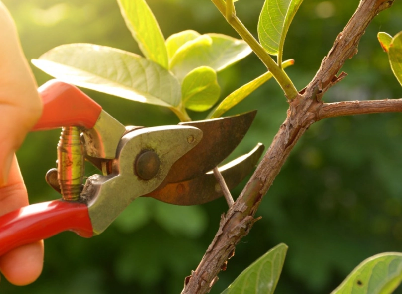 plant pruning techniques