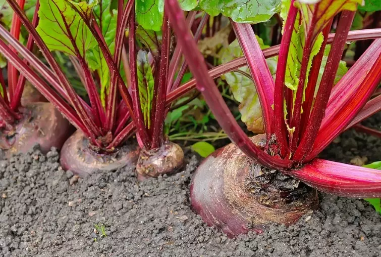 beet growing guide beet growing guide