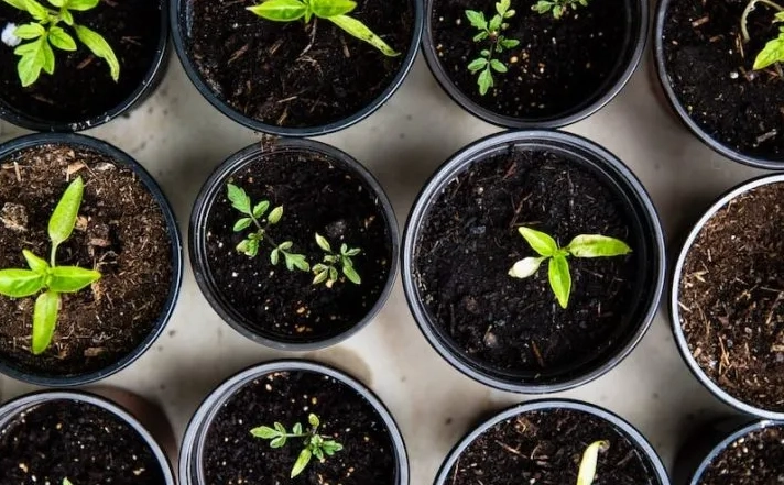 starting seeds indoors