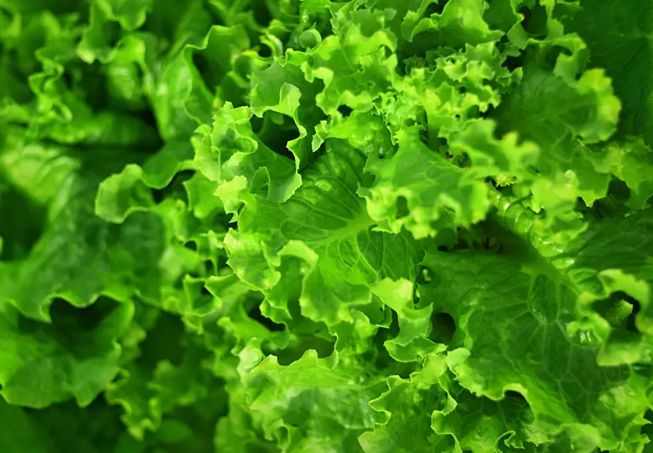 growing leaf lettuce growing leaf lettuce