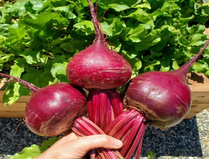 how to grow beets from seed how to grow beets from seed
