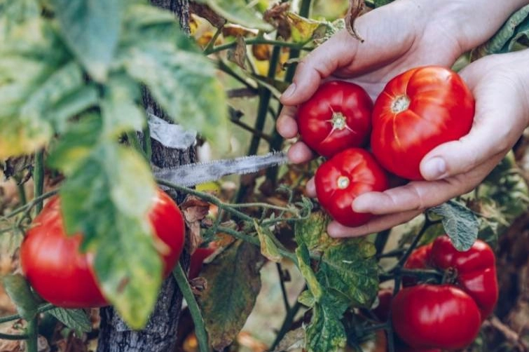 tomato harvesting tips