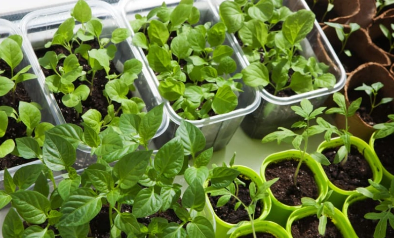 seed starting for beginners