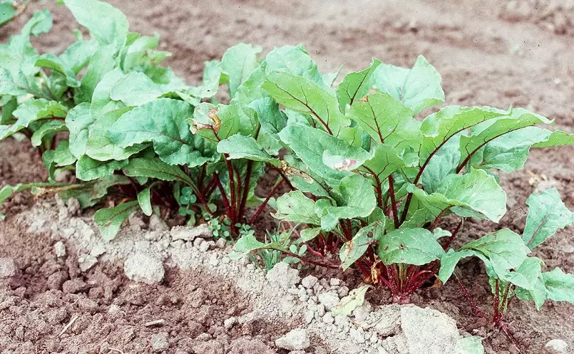 when to plant beets when to plant beets