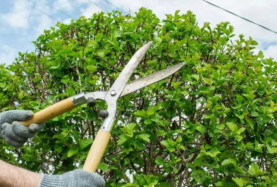 plant pruning techniques